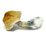 African Transkei – Mushroom